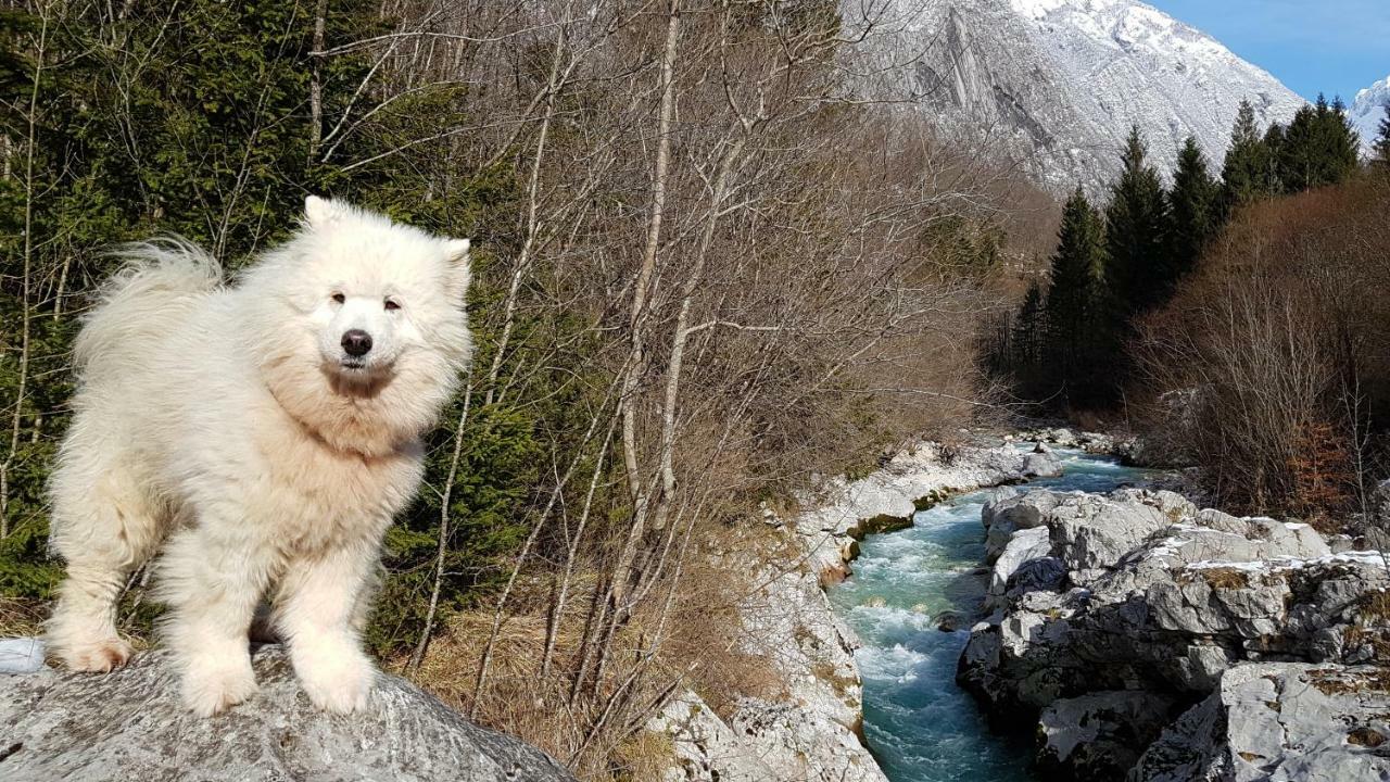 Willa Bezgova Hisica Bovec Zewnętrze zdjęcie